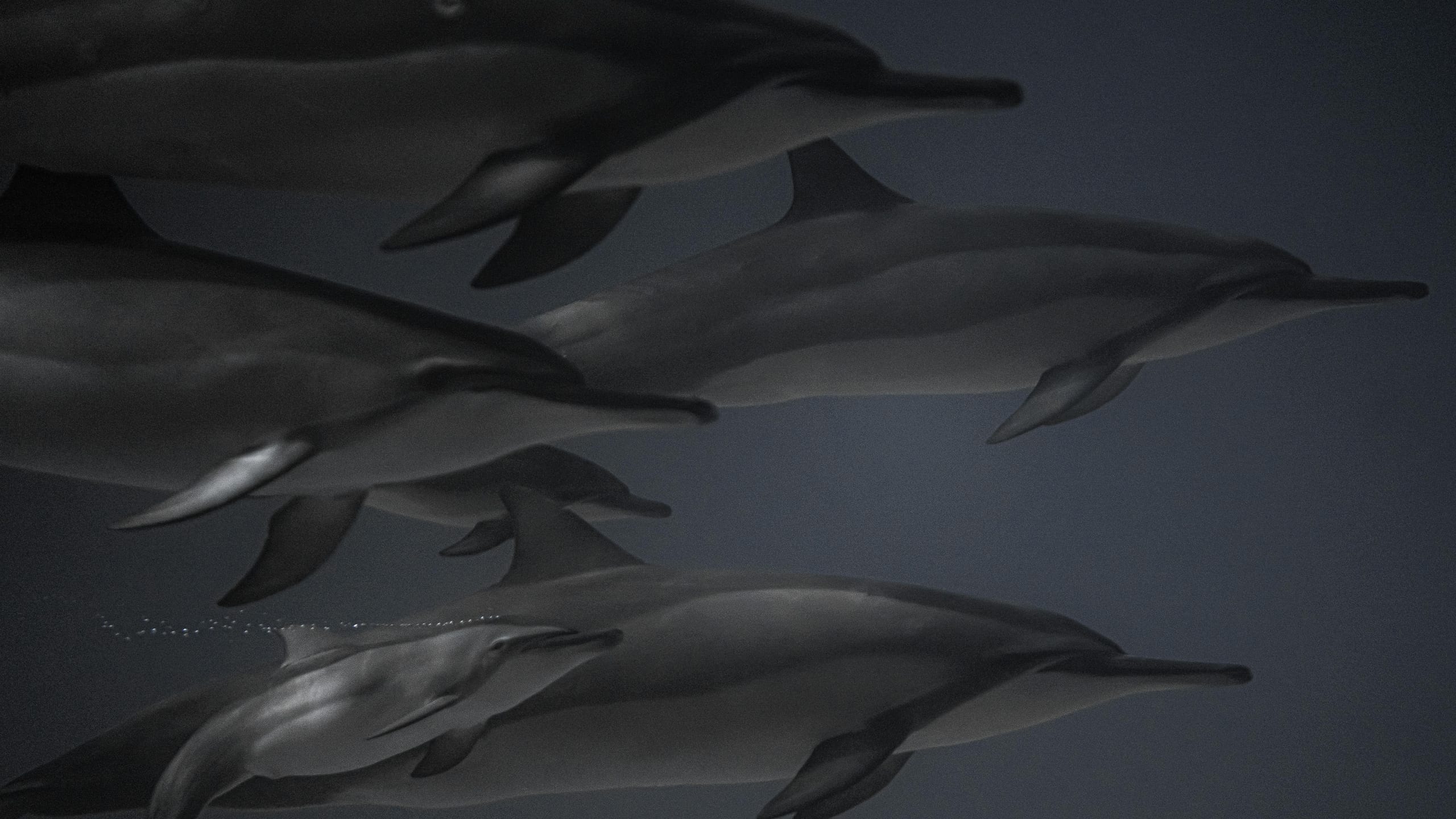 Dolphins moving through dark Pacific water