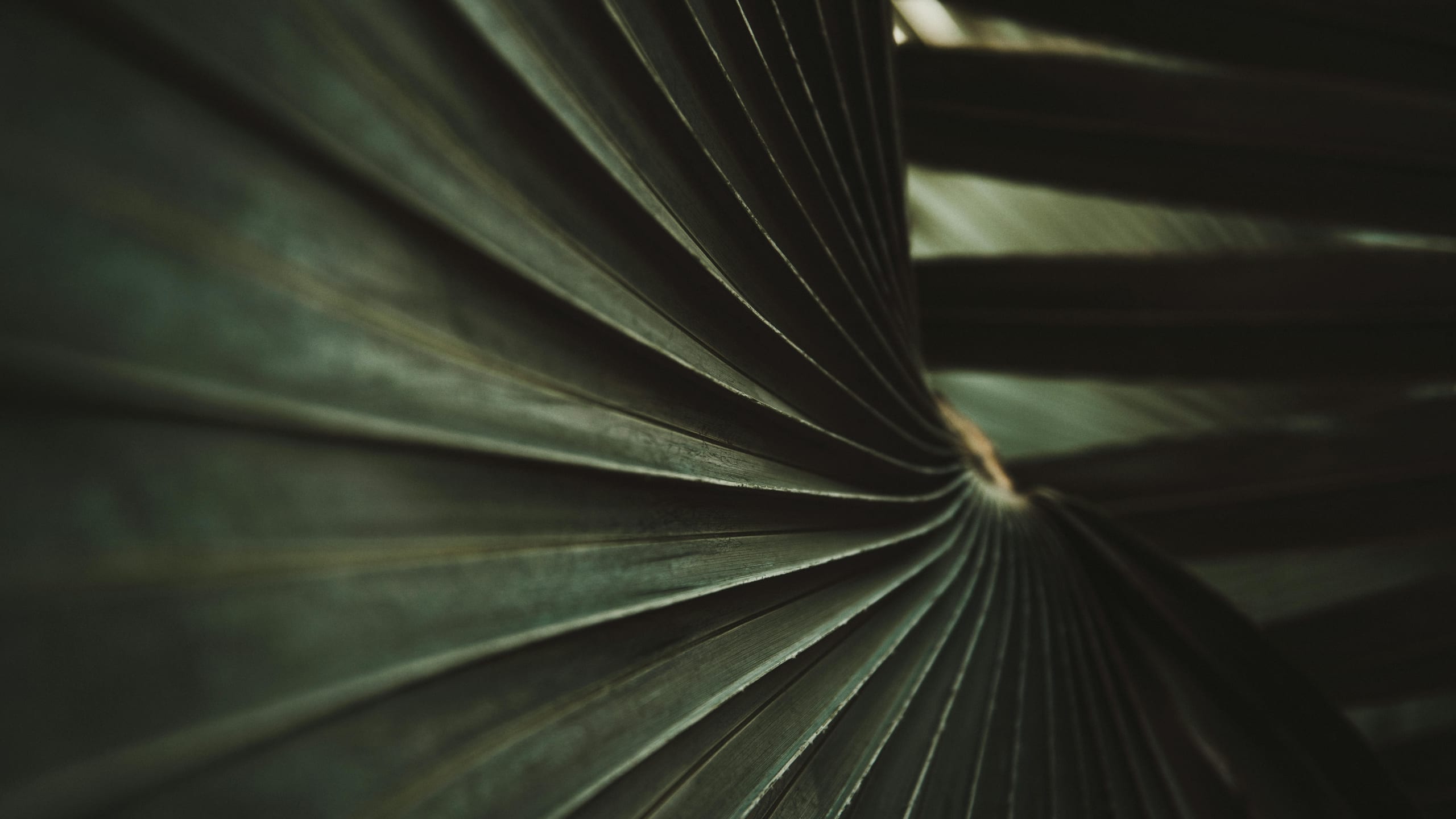 Shadowed palm fronds forming an abstract canopy on Lāna'i, Hawaii